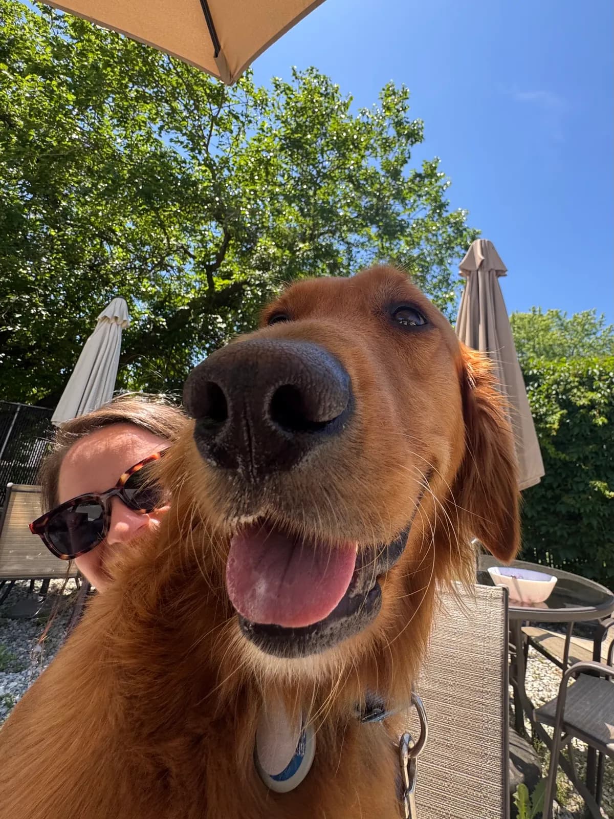 Blue, a golden retriever in Brookland, DC