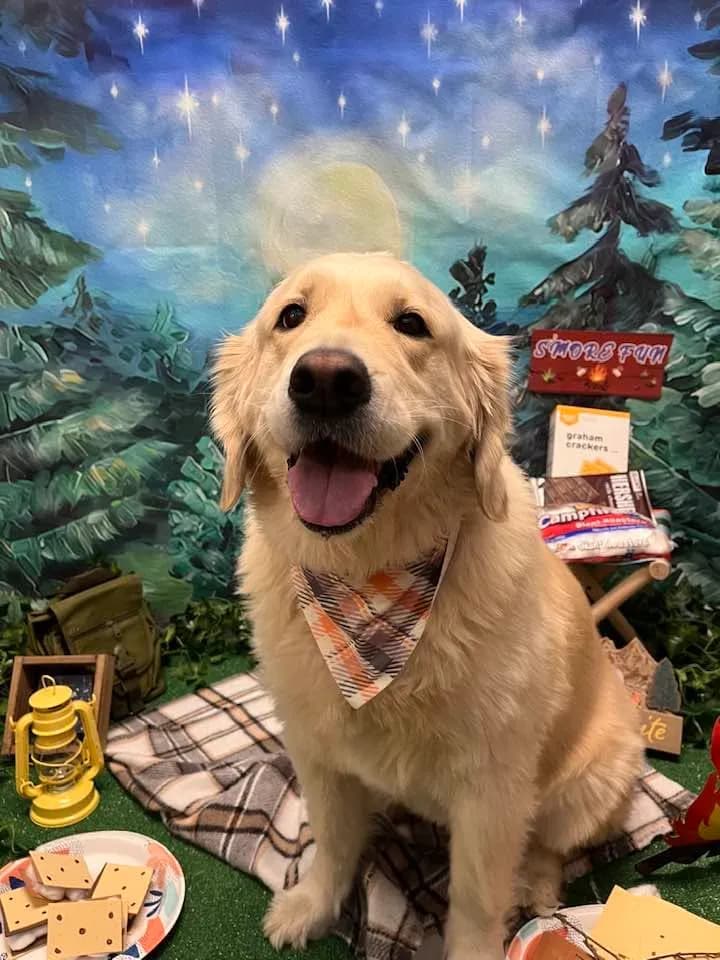 EllieMae, a golden retriever in McLean, VA