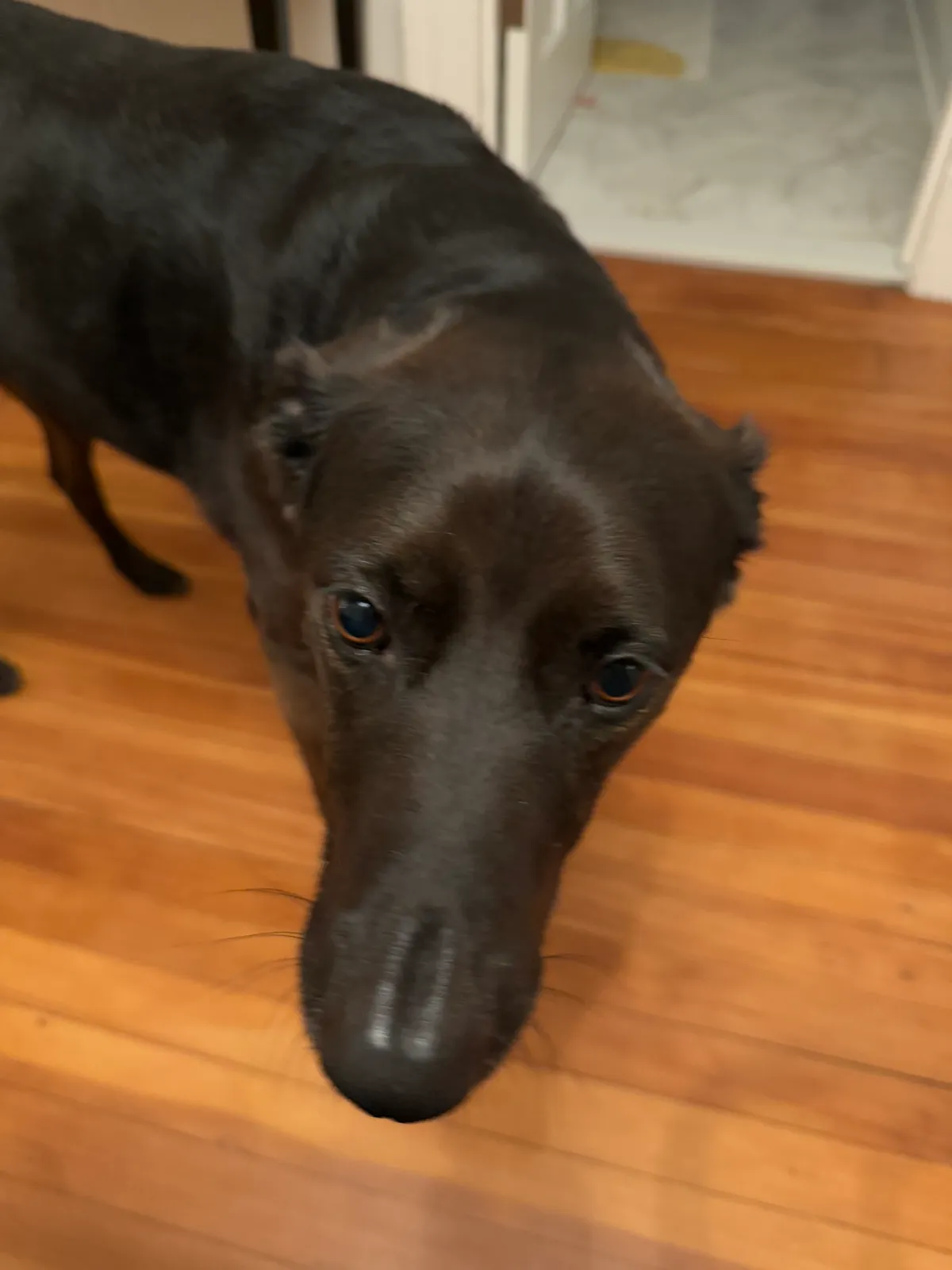 Ellie, a dog in Woodley Park, DC