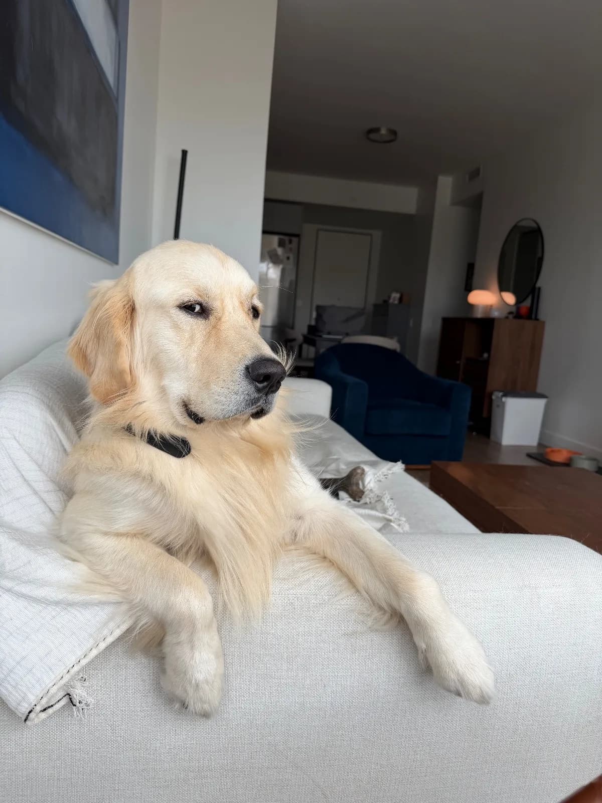 Casper, a golden retriever in Adams Morgan, DC