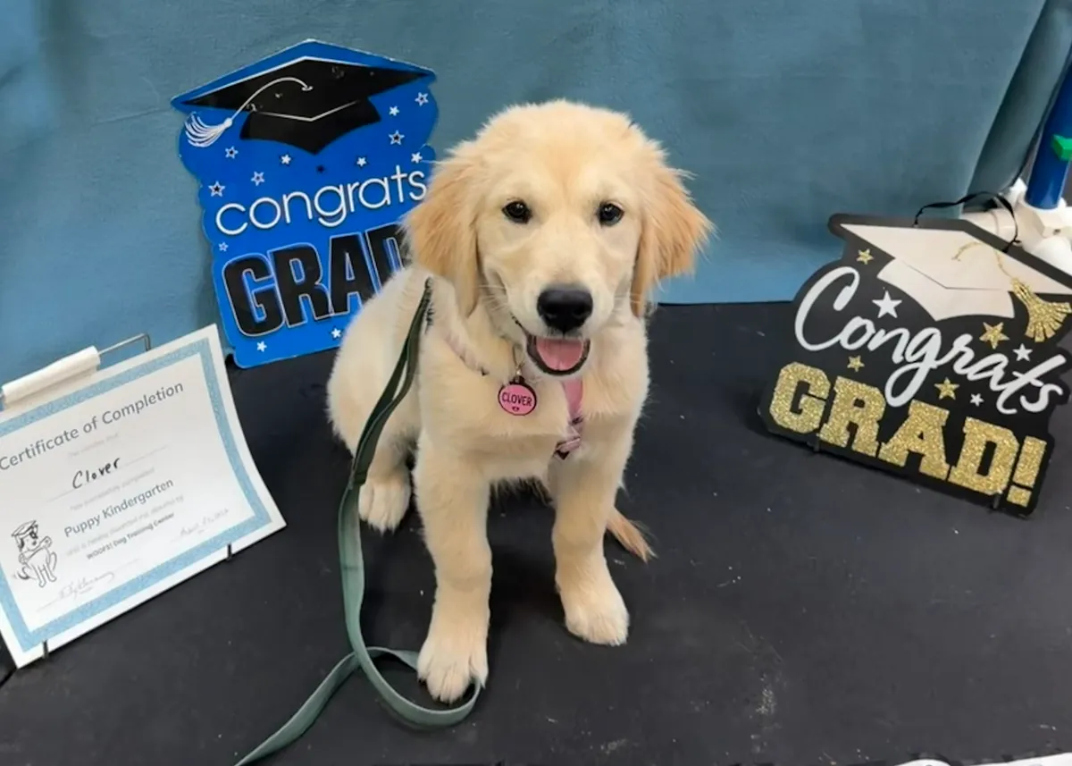 Clover, a golden retriever in Virginia, VA