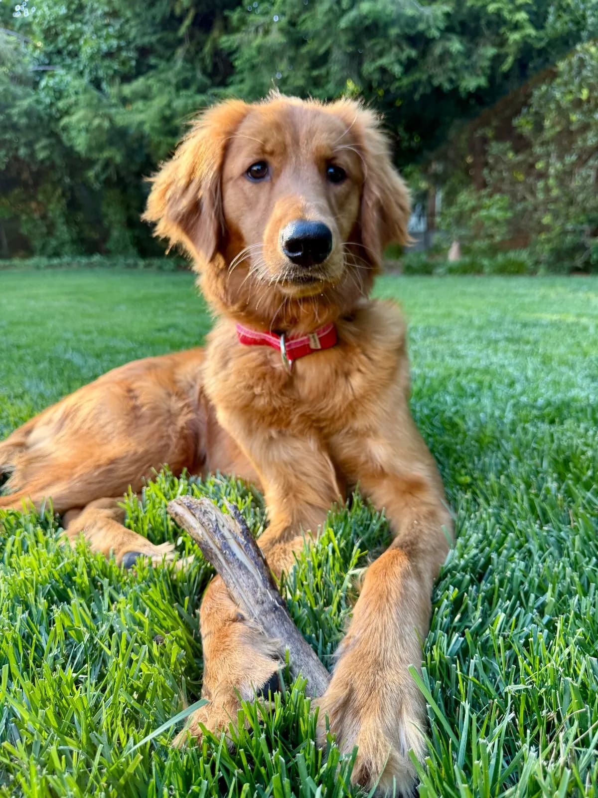 Oliva