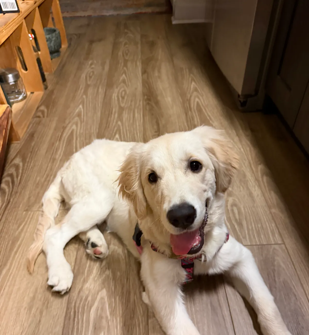 Luna, a golden retriever in 14th & U Streets/Logan Circle, DC