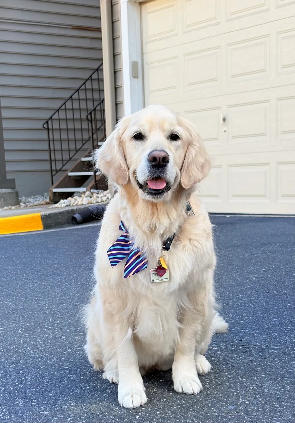 Holly, a golden retriever in Silver Spring, MD