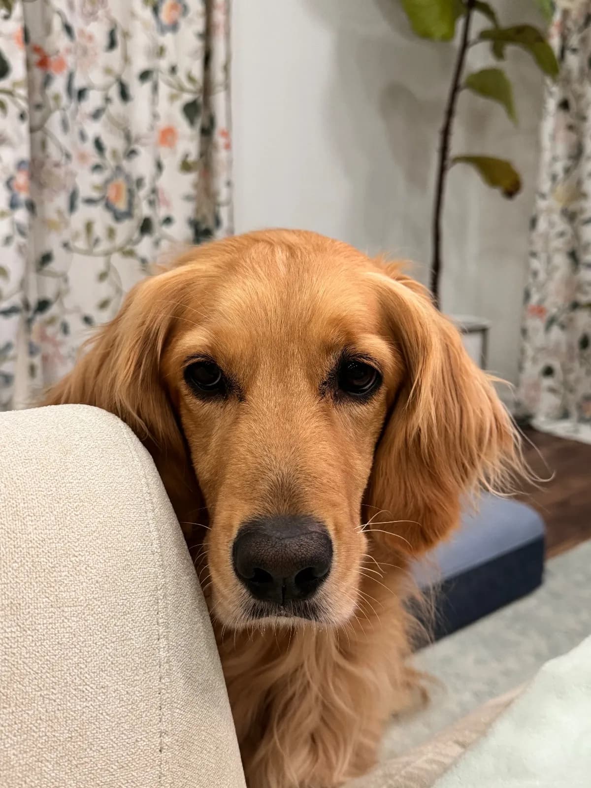 Piper, a golden retriever in Alexandria, Washington, DC