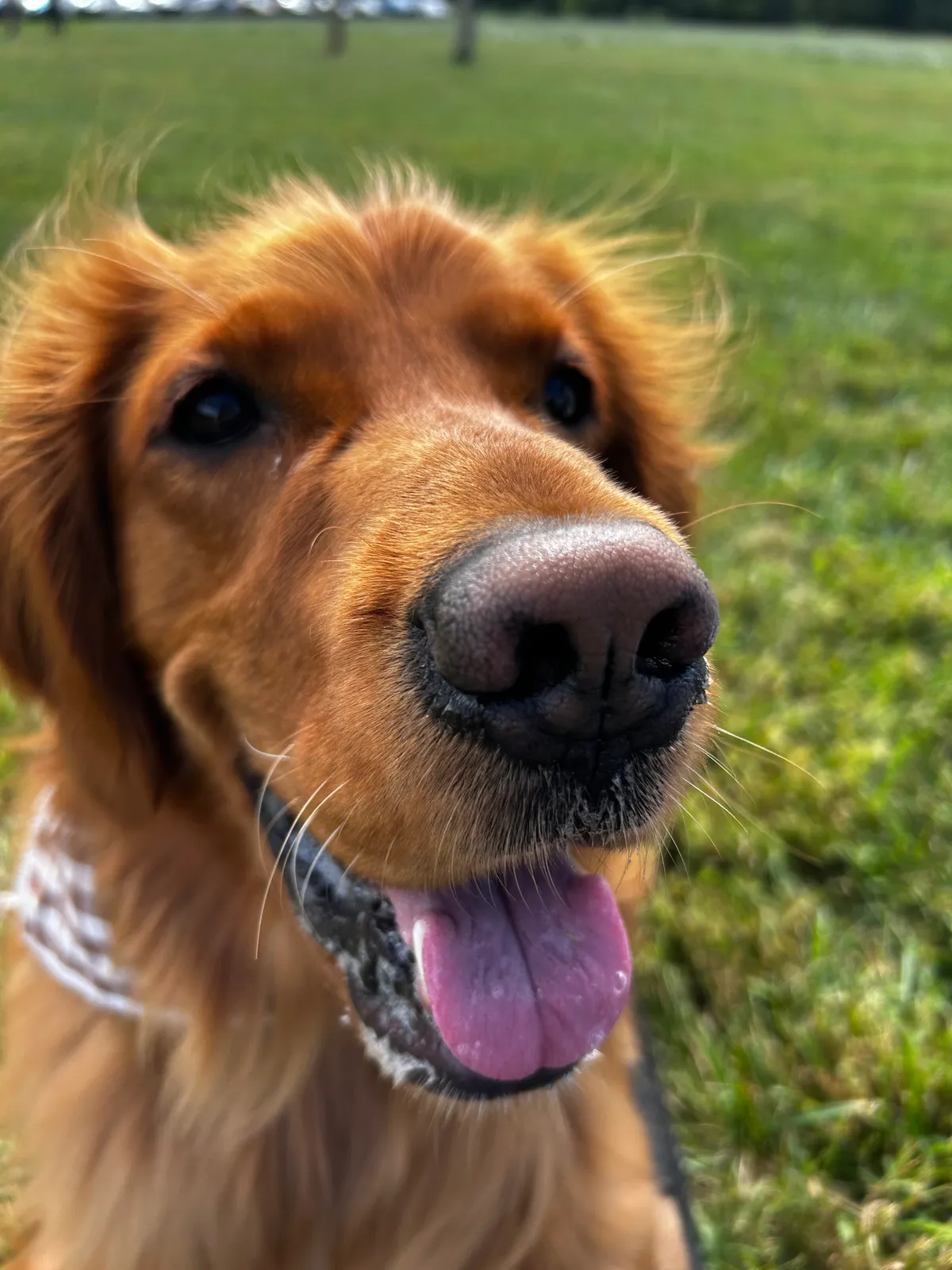 Saphiro, a golden retriever in Virginia, VA