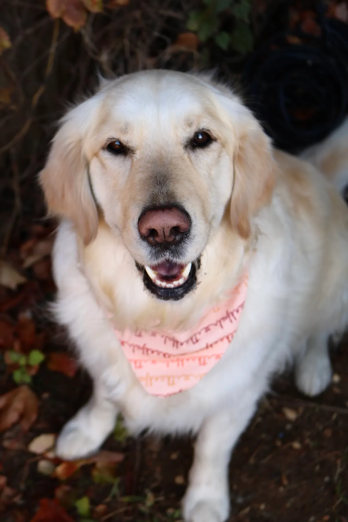 Lumi, a golden retriever in 14th & U Streets/Logan Circle, DC