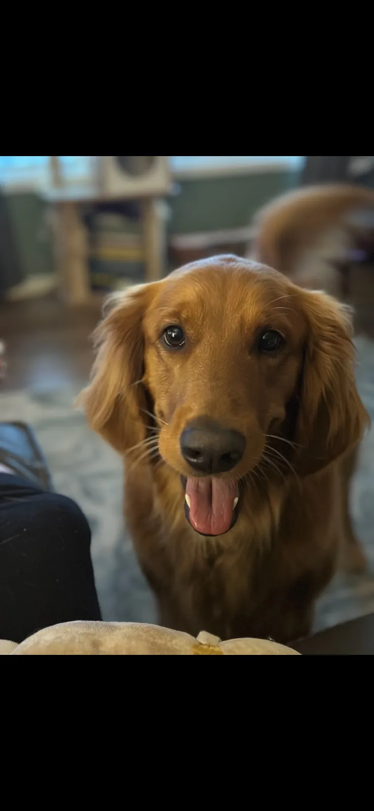 Juneau, a golden retriever in Outside the DMV, Outside DMV