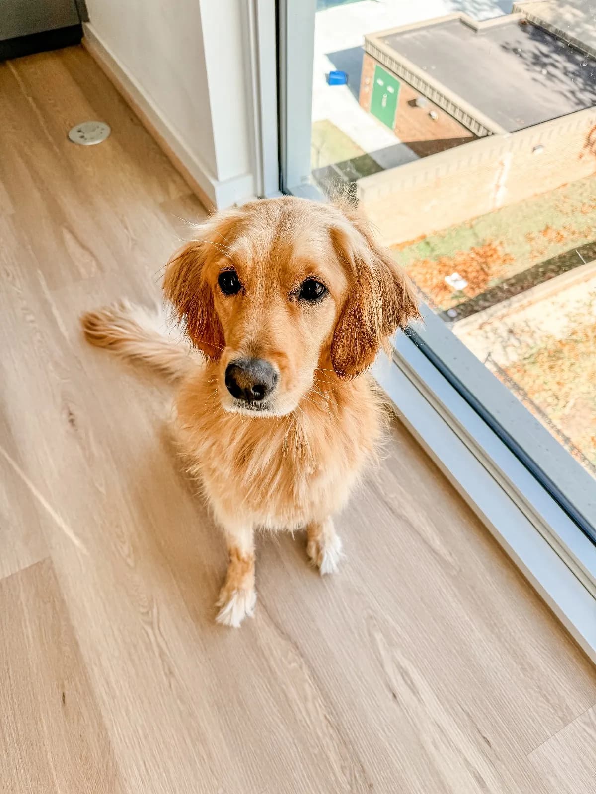 Piper, a golden retriever in Alexandria, VA