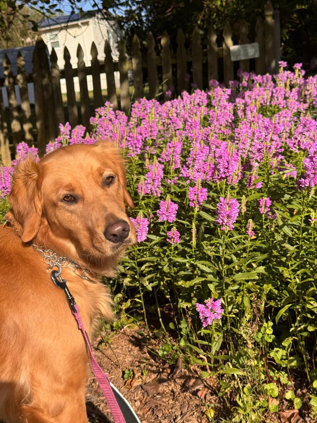 Luna, a golden retriever in Potomac, MD