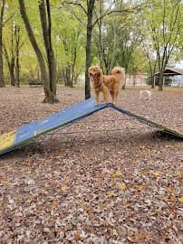 Kent Island Dog Park