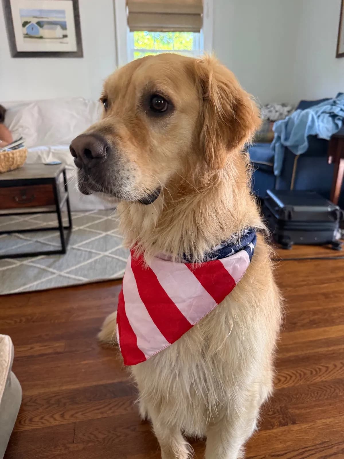 Marty, a golden retriever in Maryland, MD