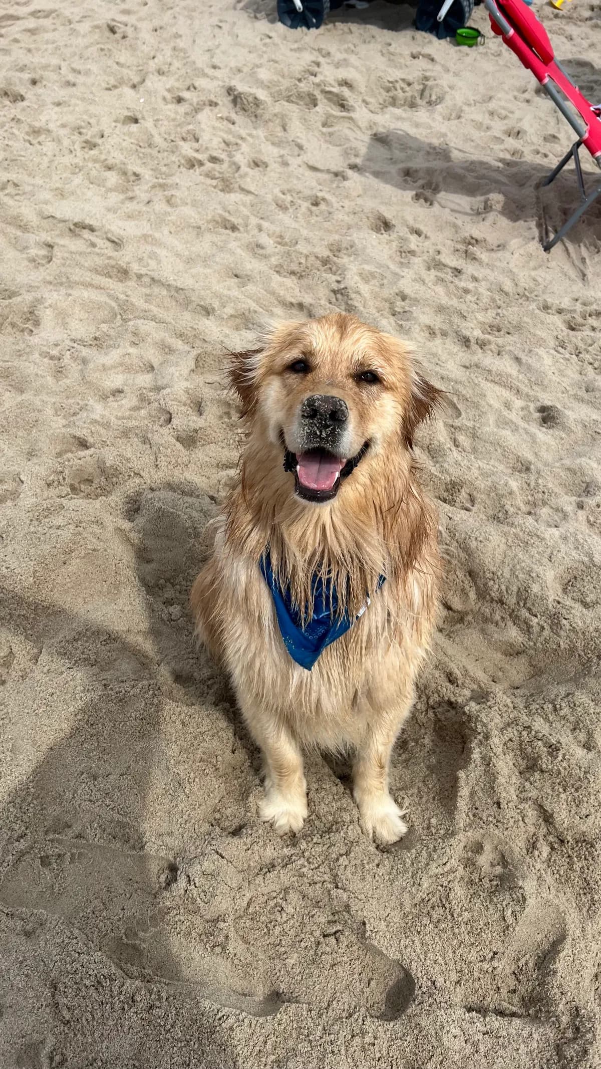 Bentley, a golden retriever in Virginia, VA
