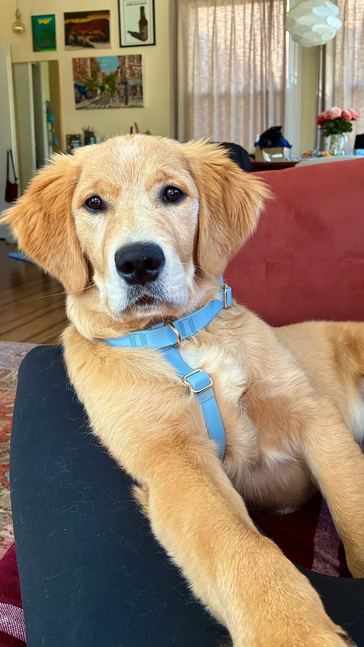 Leo, a golden retriever in 14th & U Streets/Logan Circle, DC