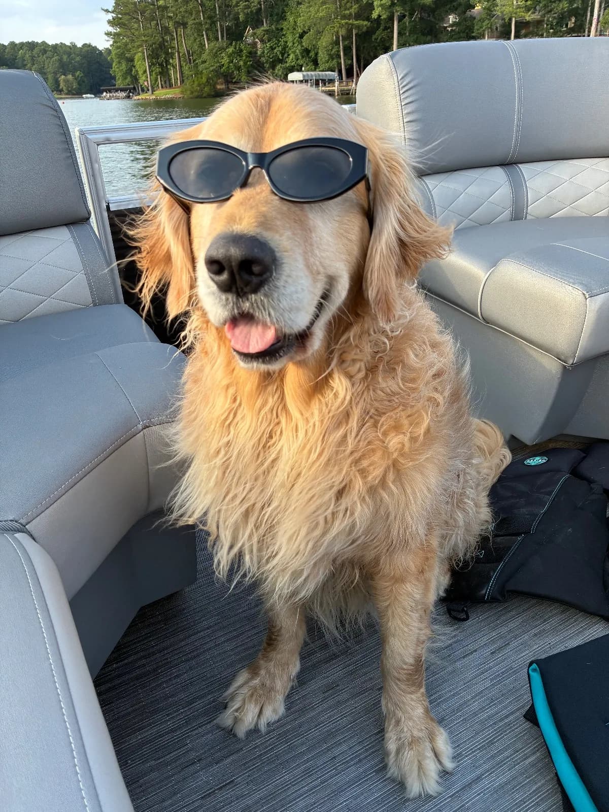 Goose, a golden retriever in Dupont Circle, Washington, DC