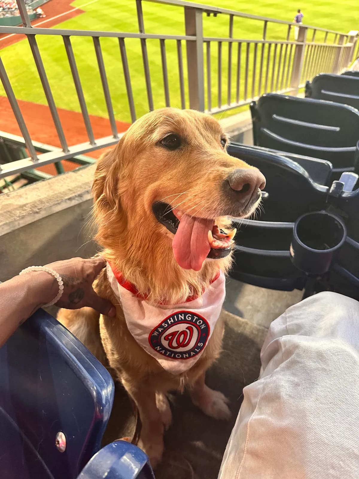 Izzy, a golden retriever in Mount Pleasant, DC