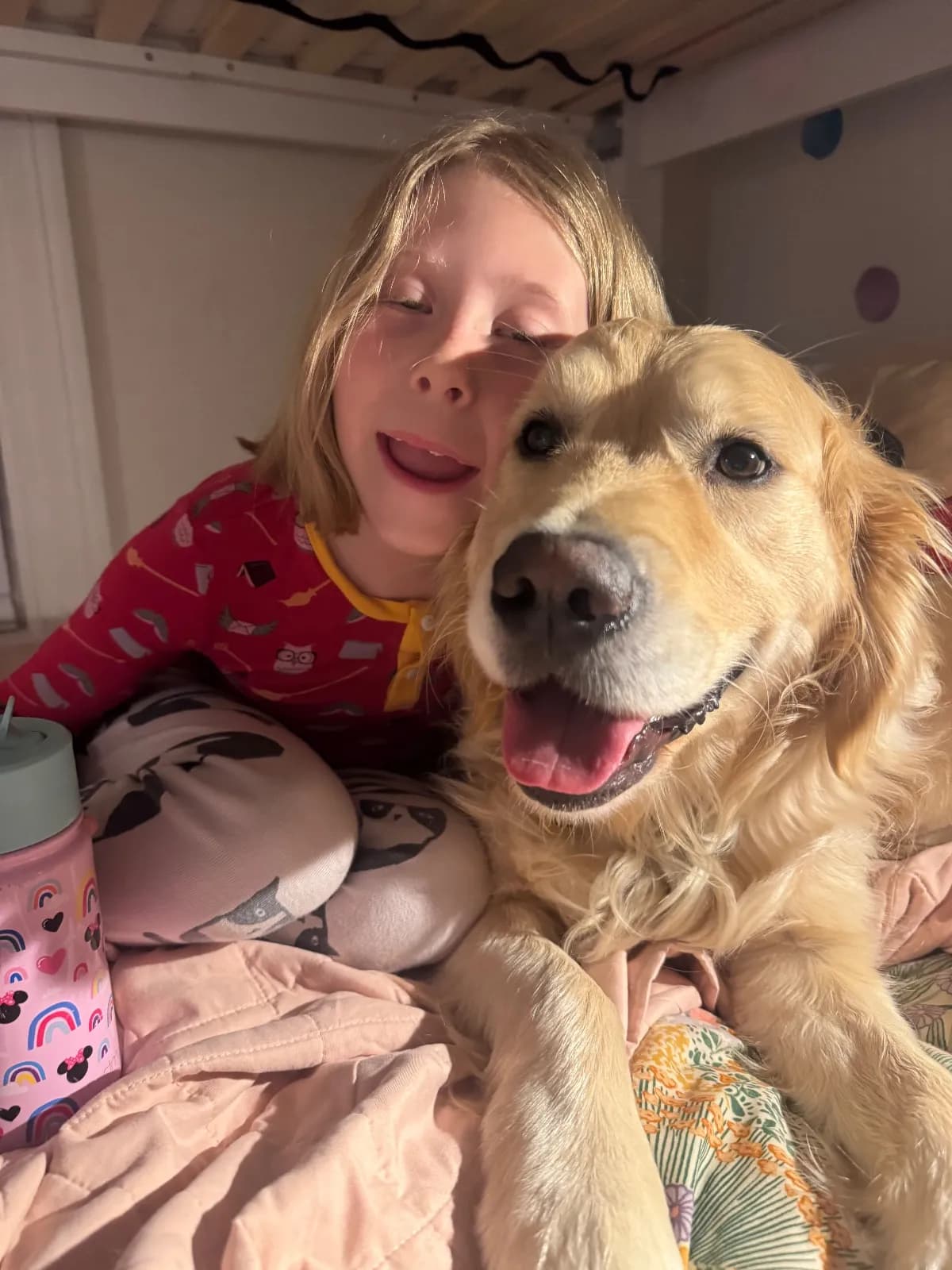 Charlie, a golden retriever in Chevy Chase, DC