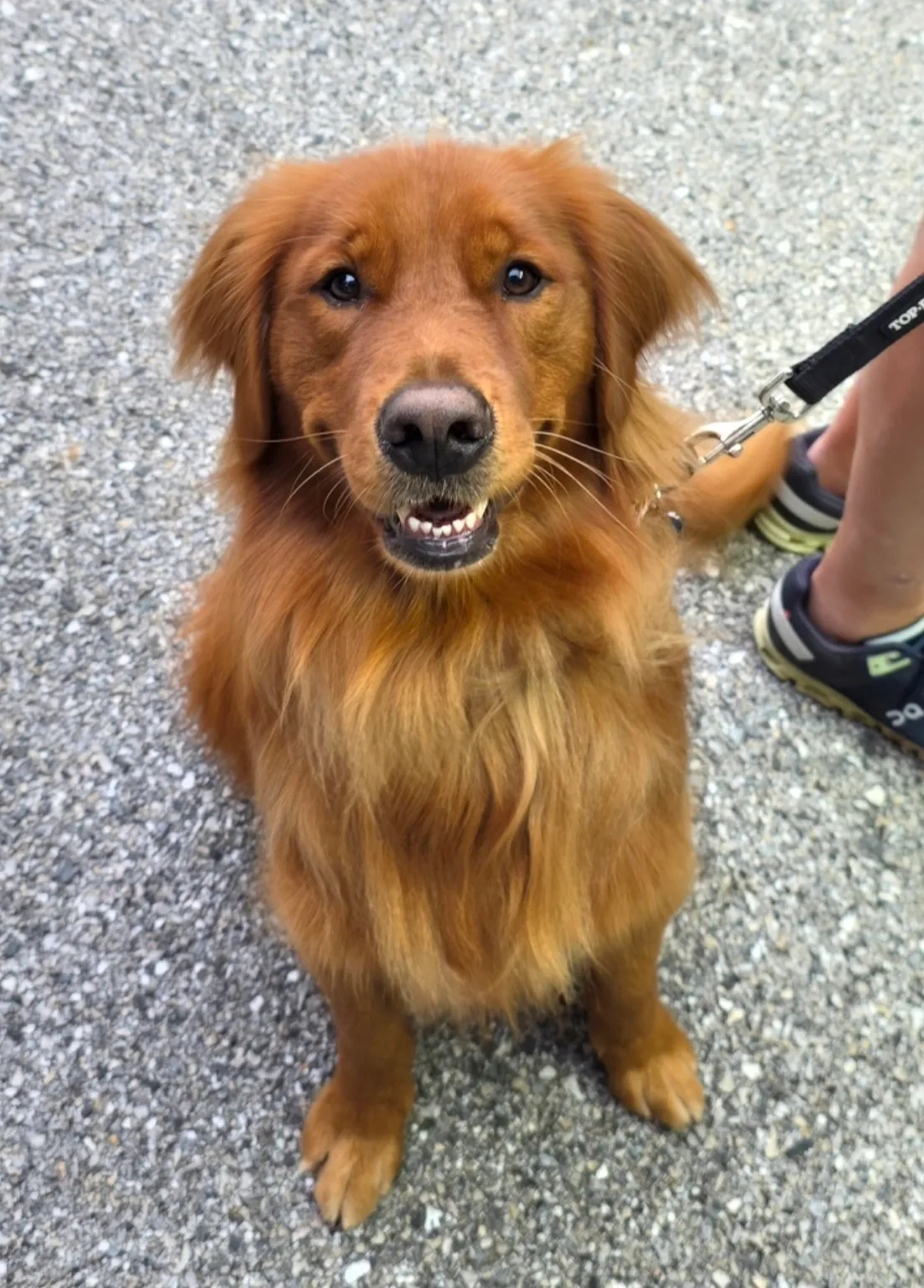 Leo, a golden retriever in Georgetown, DC