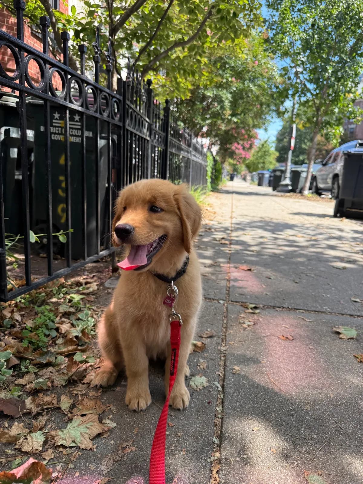Lyra, a golden retriever in 14th & U Streets/Logan Circle, DC