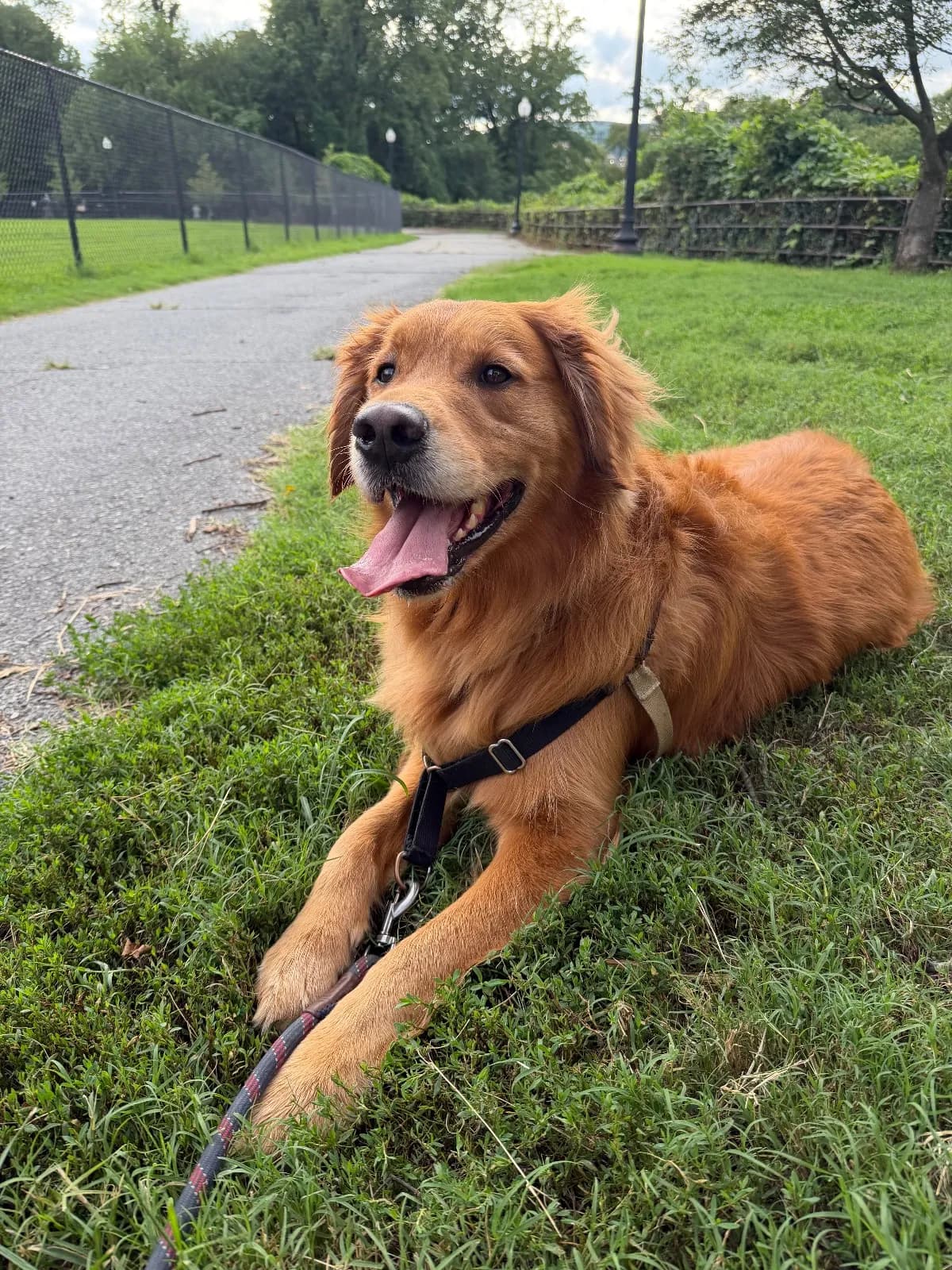 Banjo, a golden retriever in Adams Morgan, DC