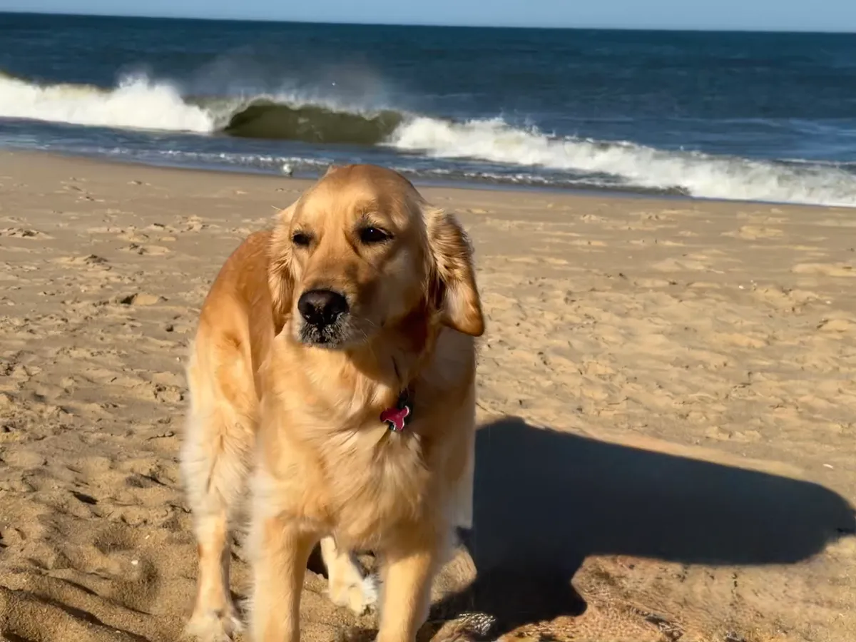 Ariella, a golden retriever in Maryland, MD