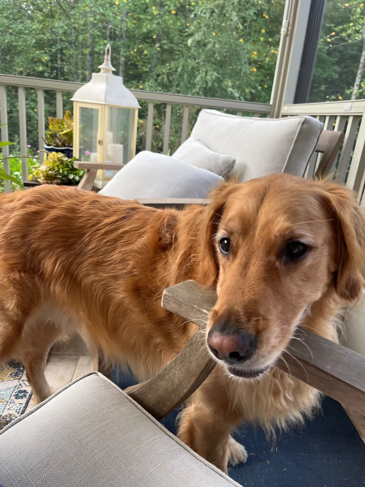 Wrigley, a golden retriever in Columbia Heights, DC