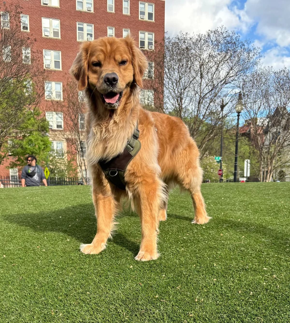 Raleigh, a golden retriever in Dupont Circle, DC