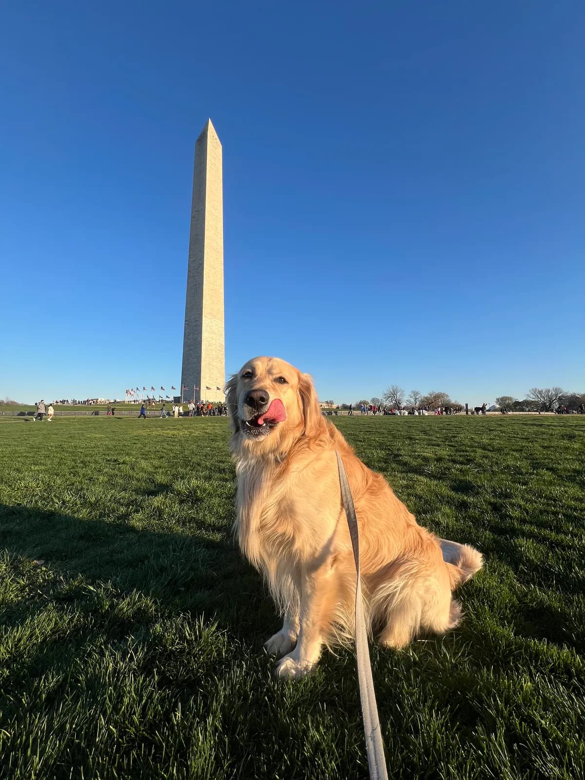 Kylo, a golden retriever in Columbia Heights, DC