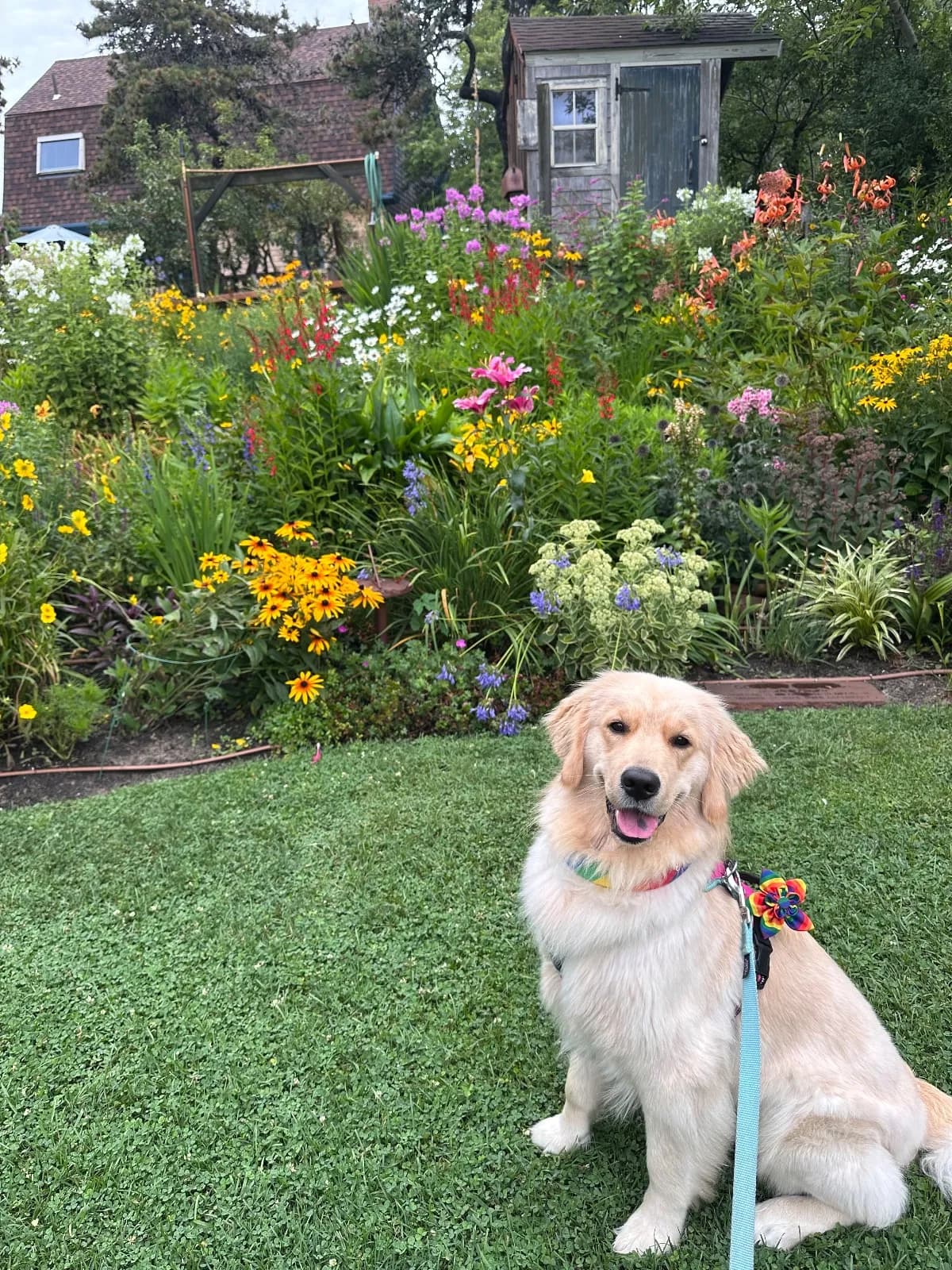 Bobbie, a golden retriever in Petworth/Park View, DC