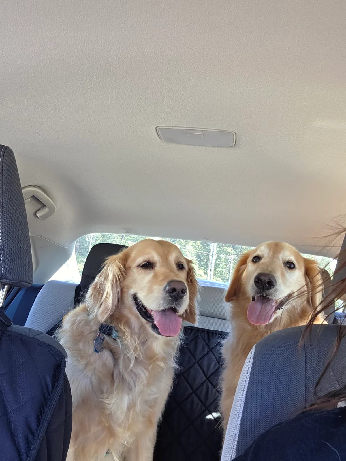 Moki, a golden retriever in McLean, VA