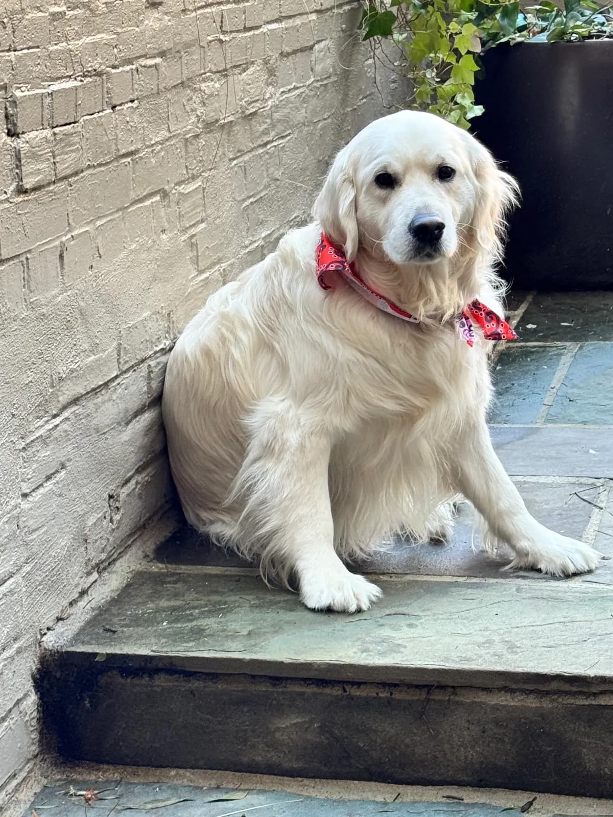 Bailey, a golden retriever in Dupont Circle, DC