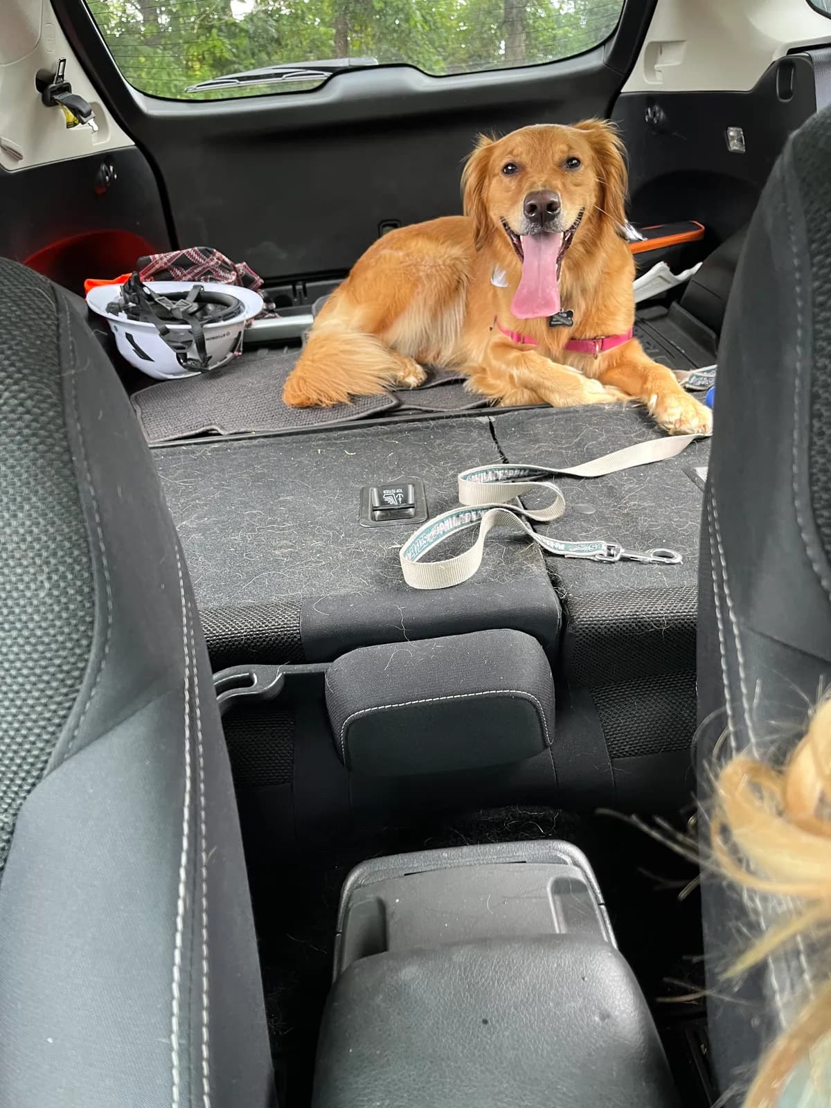 Myla, a golden retriever in Virginia, VA
