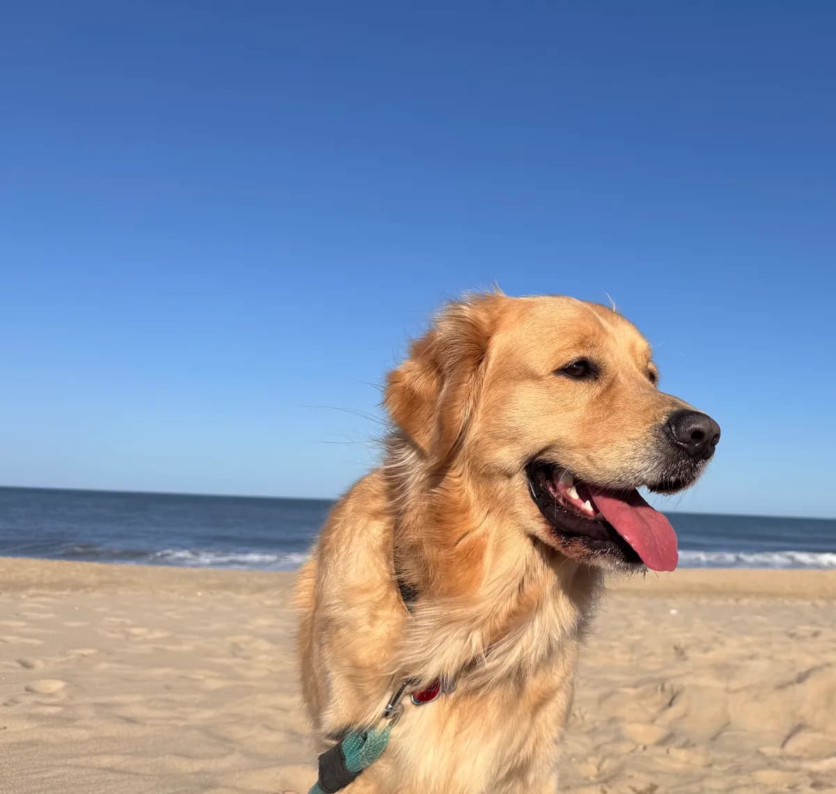Leo, a golden retriever in Maryland, MD
