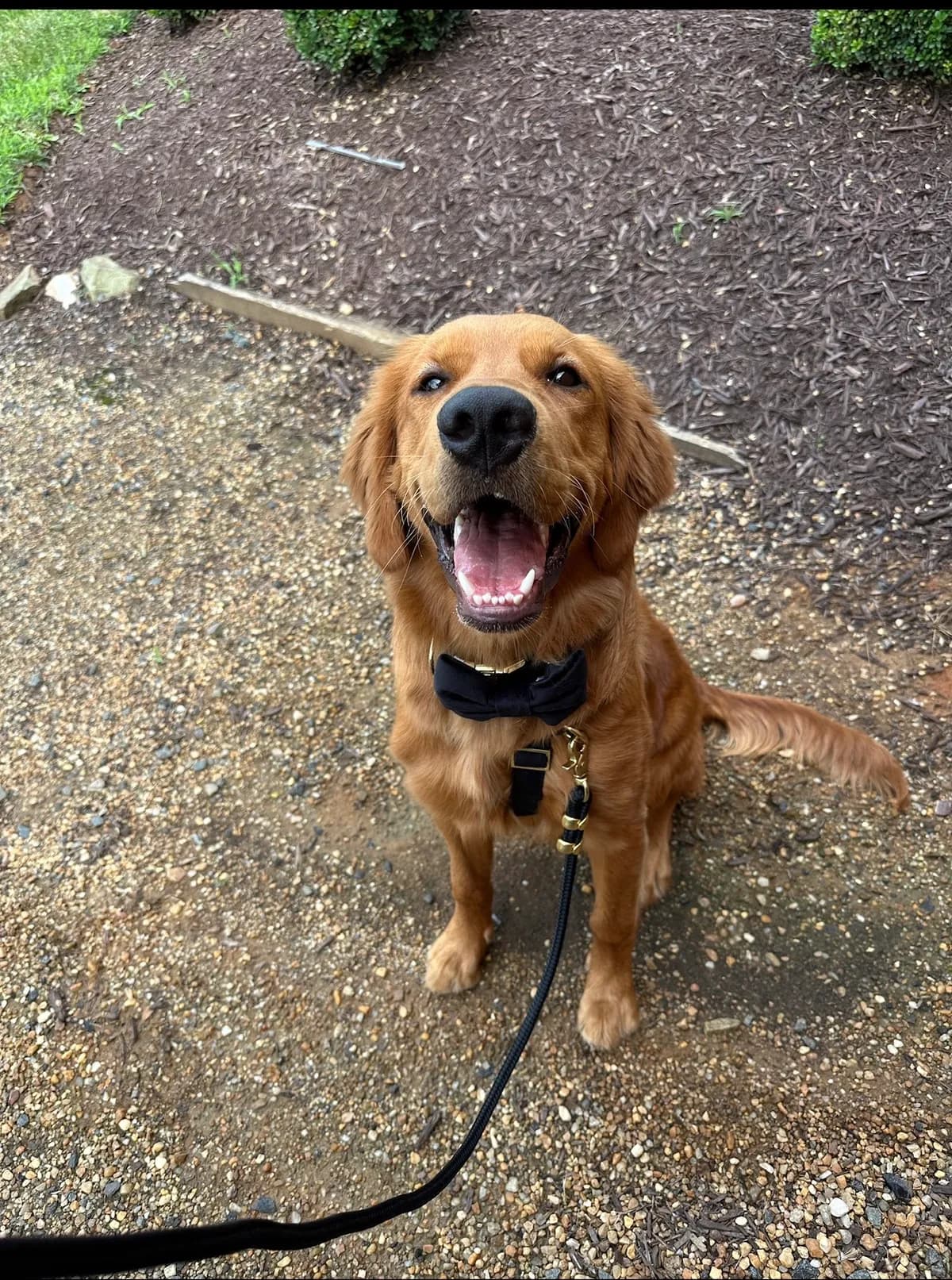 Enzo, a golden retriever in Dupont Circle, DC