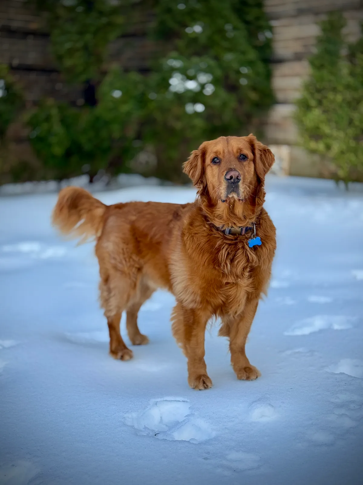Dozer, a golden retriever in Shaw, DC