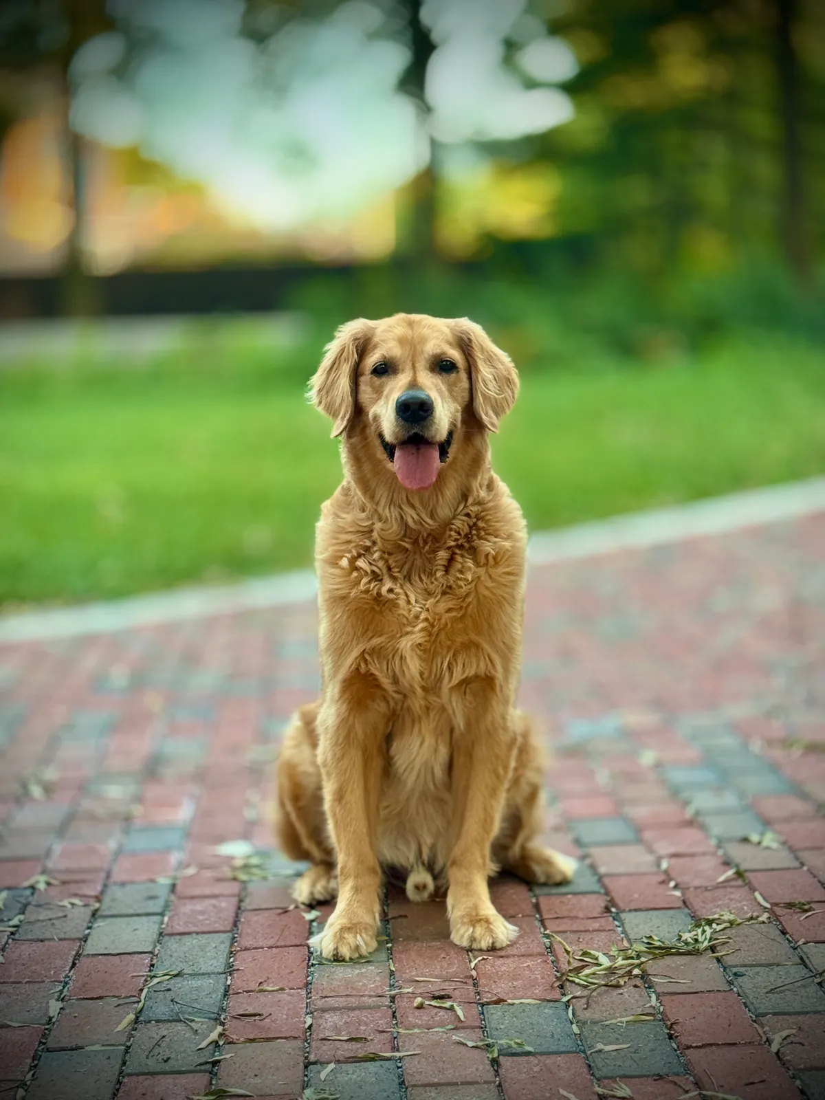 Oliver, a golden retriever in Shaw, DC