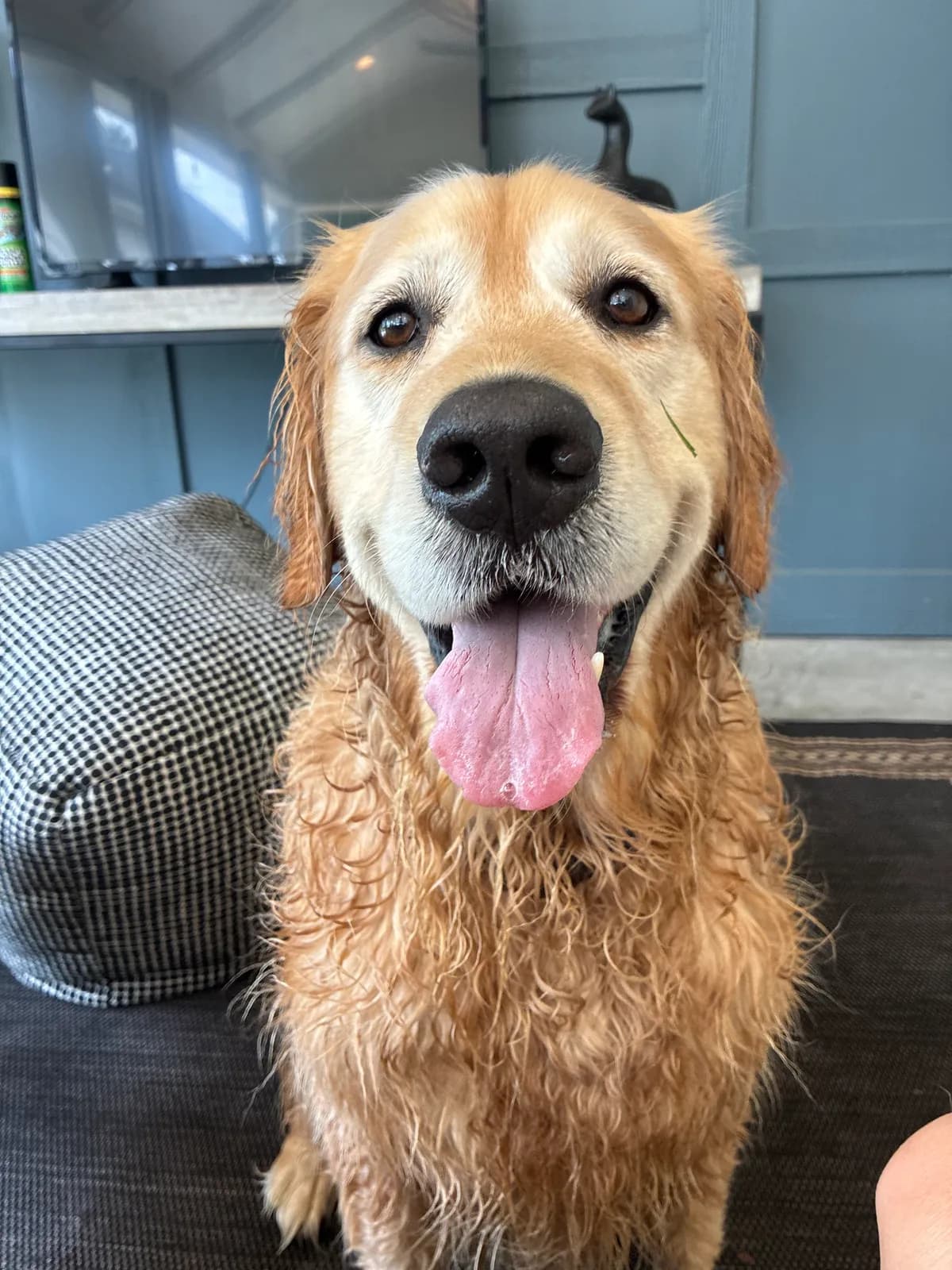 Goose, a golden retriever in Dupont Circle, DC