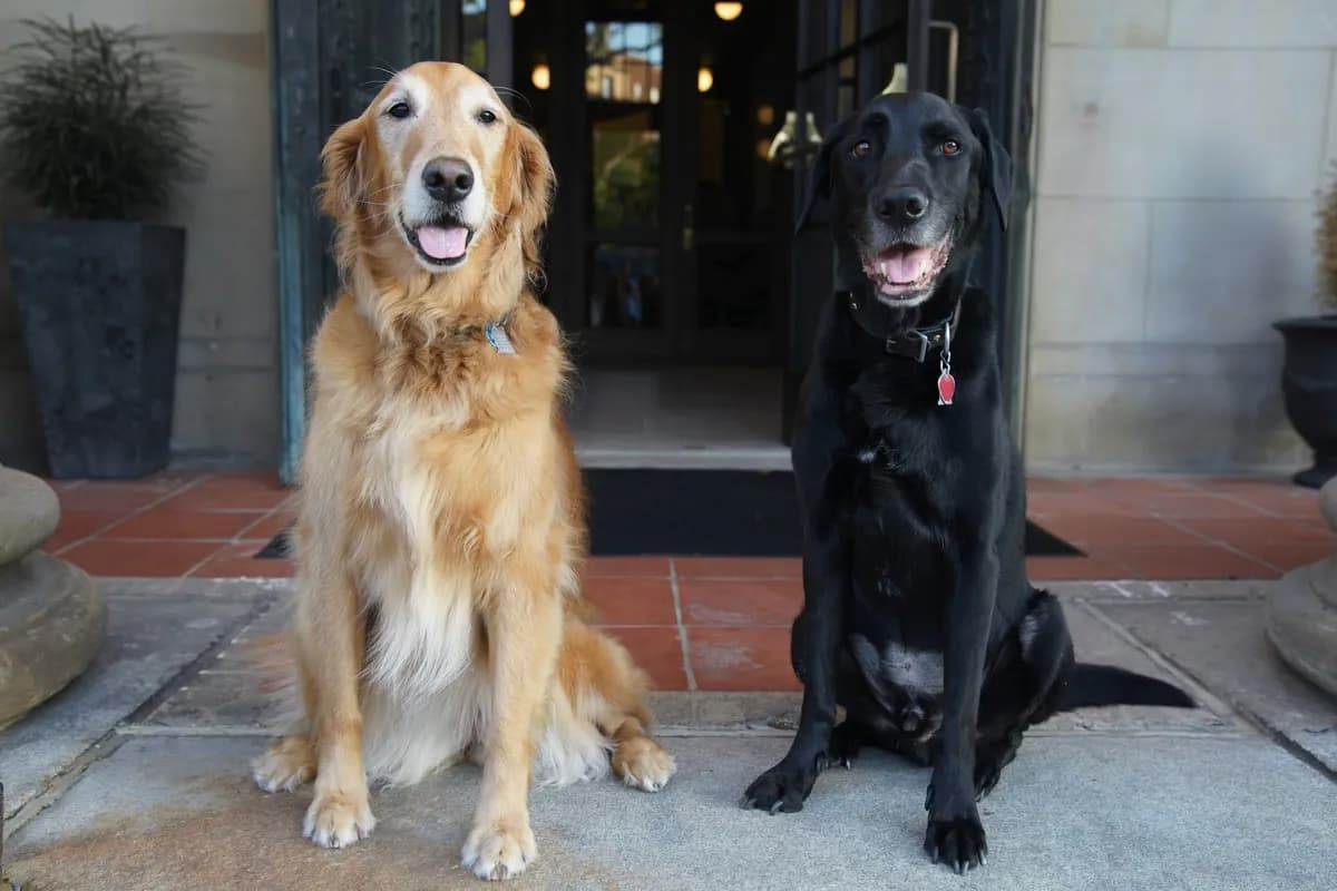 The LINE Hotel / No Goodbyes