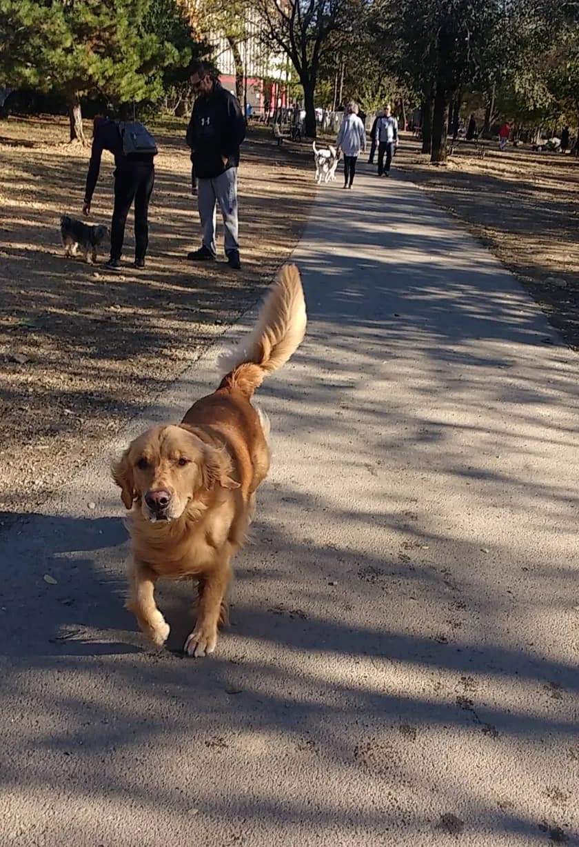 Shirlington Dog Park